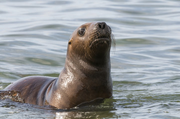 Fototapeta premium Sea Lion pup , Patagonia Argentina