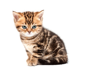 British short hair kitten.