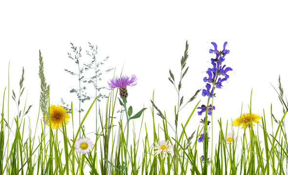 wilde blumen vor weissem hintergrund