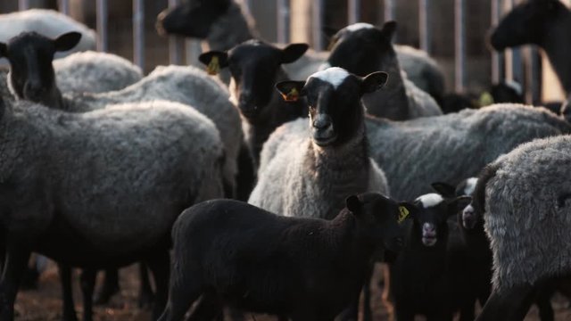 Traverse of sheeps. Flock of white adult and black baby sheeps go from one yard to another
