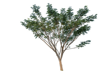 Isolate big tree on white background
