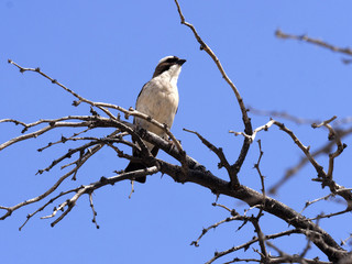 Obraz premium White-crowned Shrike, Eurocephalus aguitimens, Kalahari, South Africa