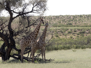 Fototapeta premium South African Giraffe Wedding Dances, Giraffa camelopardalis giraffa, Kalahari, South Africa