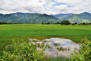 Fototapeta na wymiar rice fields in Vietnam, against the background of mountains and cloudy skies, on the border with Cambodia 