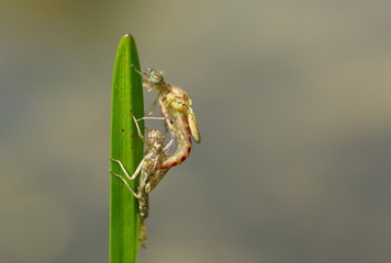 Libellenschlupf Nahaufnahme
