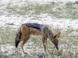 Black-backed jackal, Canis mesomelas, in the grass of Kalahari, South Africa