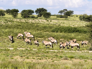 Herd of Gemsbok, Oryx gazella gazella, green Kalahari, South Africa