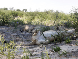 Resting Lion, Panthera leo, Kalahari, South Africa