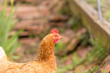 free range chicken in a meadow spring time
