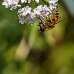Eristalis horticola hoverfly on valerian flowers