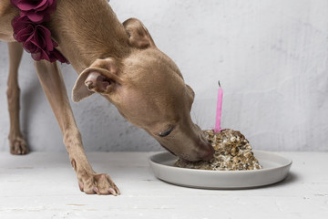 Portrait of little italian greyhound dog.Birthday