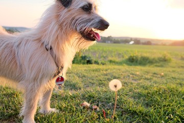 dog looking curiously at a dandelion at sunset