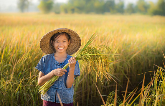 Girl holding rice Happy in the yellow rice field.
