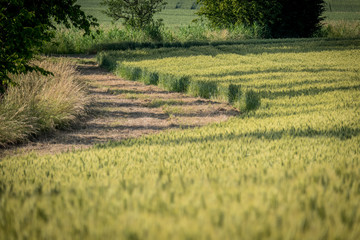 Getreideanbau im Frühjahr