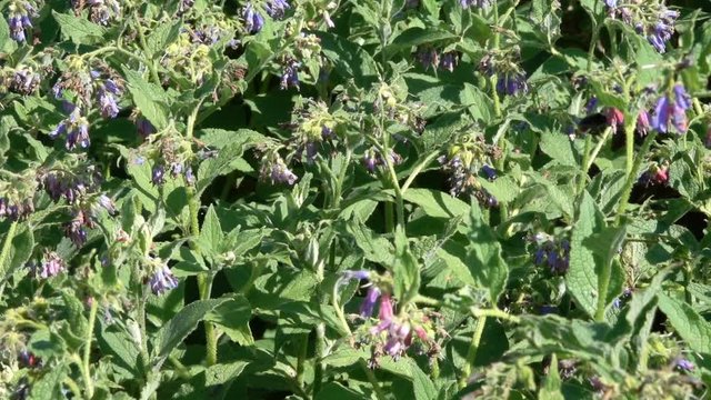 The medicinal plant is a jaunty (comfrey) blooming in the botanical garden on a summer sunny day