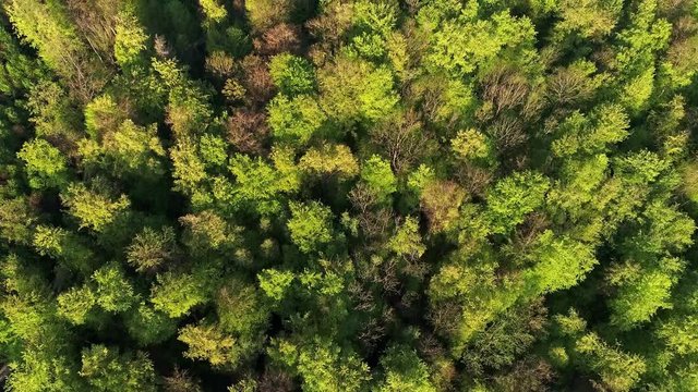 Flug &uuml;ber Wald im Nassachtal in Deutschland