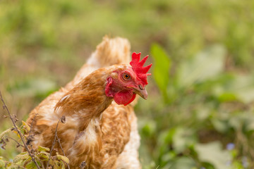 free range chicken in a meadow spring time