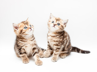 British short hair kittens.
