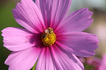 Bee Sucking Nectar From A Flower