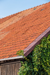 Kletterpflanzen ranken bis unters Dach