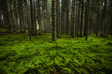 Fototapeta na wymiar MWild and vibrant old forest in Slovenia Julian Alps