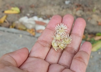 Mimusops Elengi or Bokul Flowers in Woman Hand