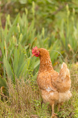 free range chicken in a meadow spring time