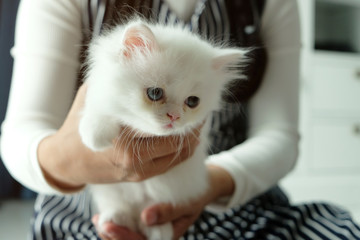 Asian girl holding and giving adorable pure white with odd different blue and green eyes Persian cat