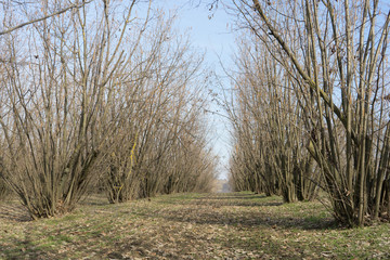 A cultivation of hazelnuts during the winter