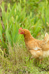 free range chicken in a meadow spring time