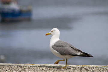 Fototapeta na wymiar White and gray seagull bird strolls