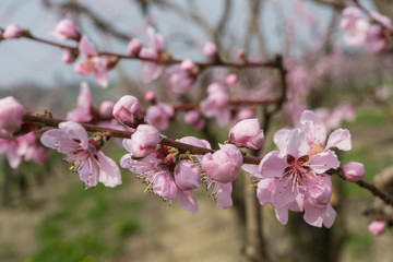 Obraz premium Peach flowers in spring