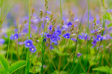 blue forget-me-nots on foliage background