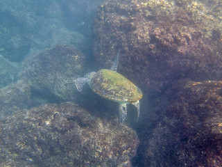 Fototapeta na wymiar A Green Turtle swimming in the sea near the Muscat coast in Oman - 1