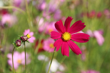 Fototapeta premium Cosmos flower in the garden
