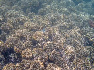Colorful fishes on the coral reef in the Oman sea - 7
