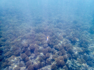 Fototapeta na wymiar Colorful fishes on the coral reef in the Oman sea - 9