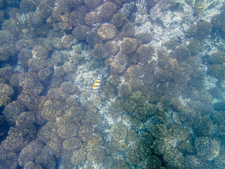 Fototapeta na wymiar Colorful fishes on the coral reef in the Oman sea - 11