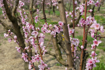 Peach flowers in spring