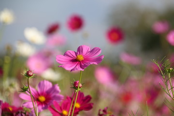 Obraz premium Cosmos flower in the garden