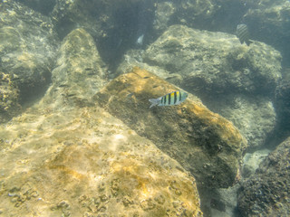 Colorful fishes on the coral reef in the Oman sea - 22