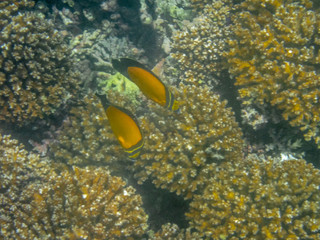 Colorful fishes on the coral reef in the Oman sea - 30