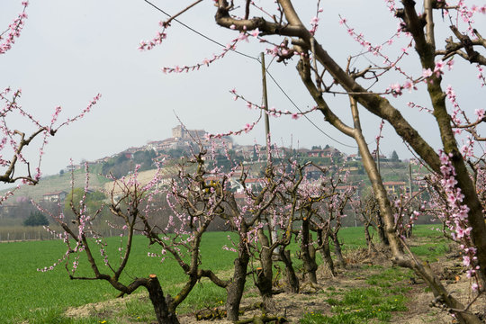 Peach flowers in spring with the Castle of Roddi on the hill