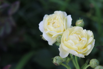 バラの花（ゴールデン・ボーダー）