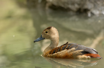 Lesser whistling duck