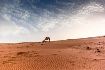 Wild camels on the dunes of the Wahiba Sands desert in Oman at sunset - 1