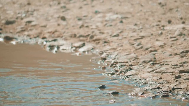 Urban pige on in motion, bathed in puddle after rain. pigeons bathe in lifestyle a puddle in the water heat summer slow motion video. doves and water concept
