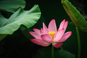 Baiyangdian Lotus flower #7