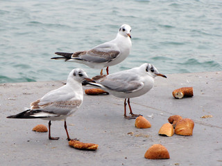 Seagulls eating simit
