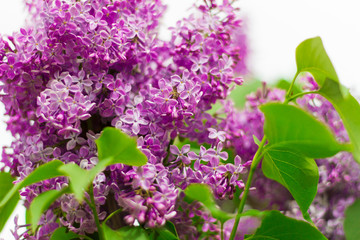 lush blooming lilac Bush